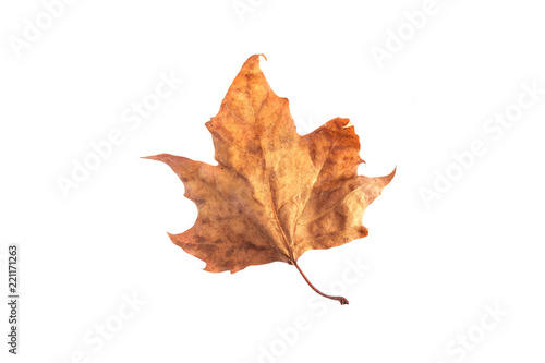 London plane autumn leaf isolated on a white background