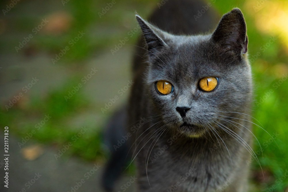 Close up portrait of grey cat with yellow