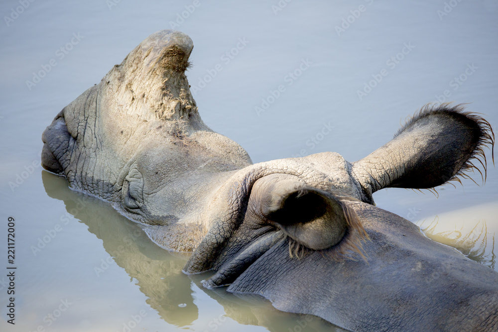 Obraz premium Portret nosorożca w wodzie