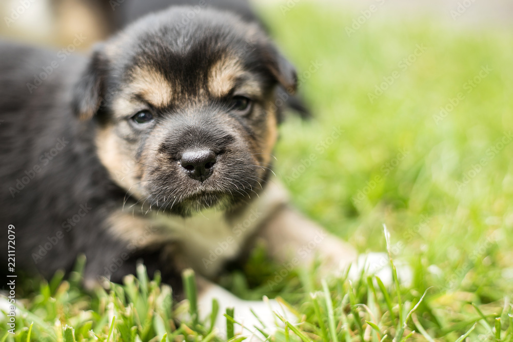 young dog puppy young dog puppy