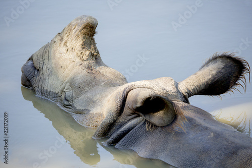 Portrait de rhinocéros dans l'eau