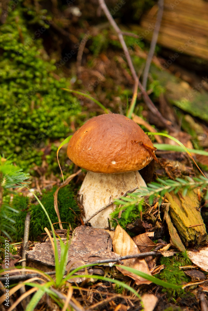 Boletus edulis edible mushroom in the forest Boletus edulis edible mushroom in the forest