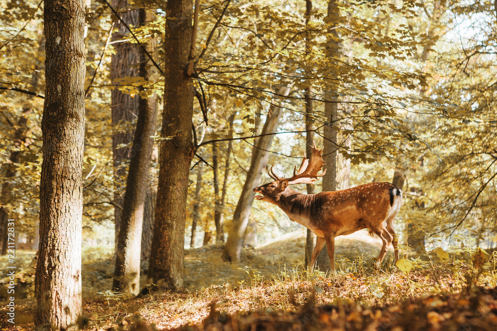 A young deer in the autumn forest during the mating period. An animal is calling and looking for a female to mate. A young deer in the autumn forest during the mating period. An animal is calling and looking for a female to mate.