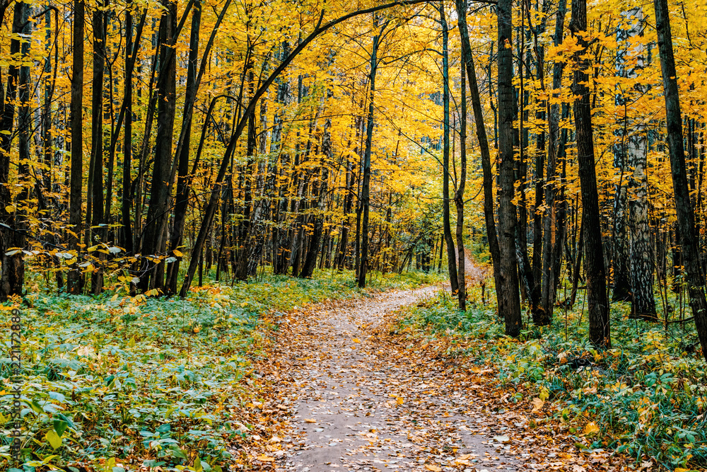 Fototapeta premium Path in a forest with colorful autumn leaves