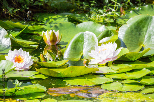 Fleurs de nénuphar photo