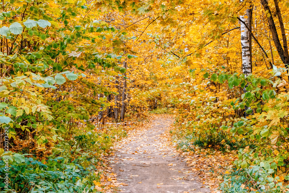 Path in a forest with colorful autumn leaves