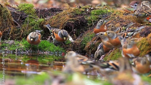 flock of beautiful birds drinking water in the autumn forest