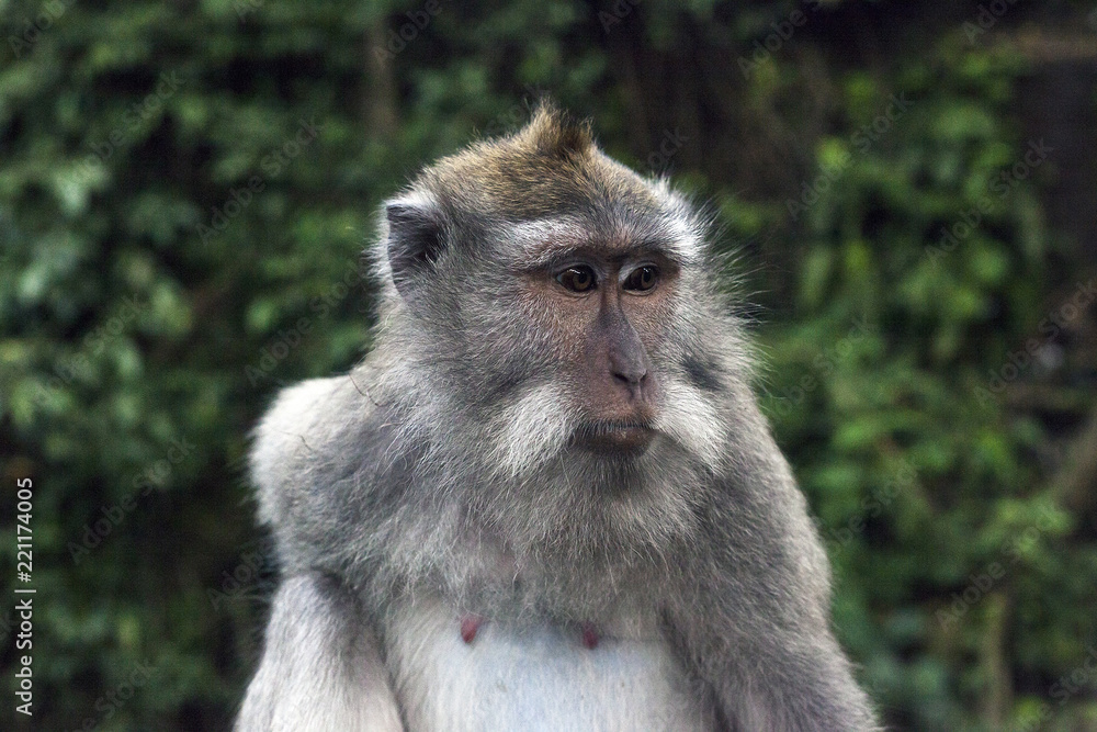 Monkey portrait. Face of Macaque monkey in Ubud Monkey Forest, Bali