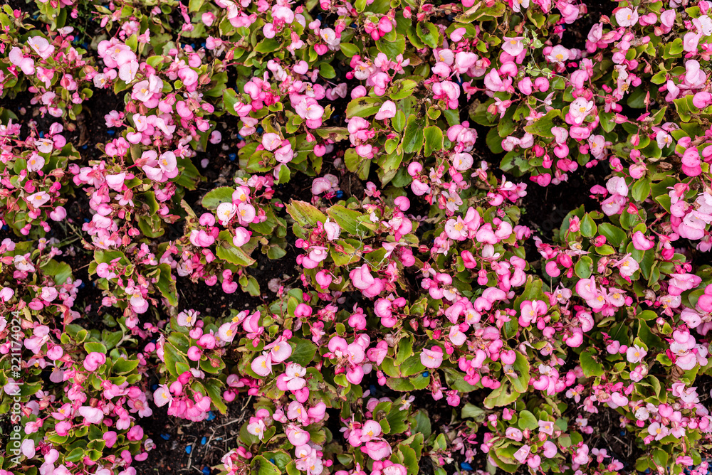 Garden ornamental flowers. Texture. Top wiew