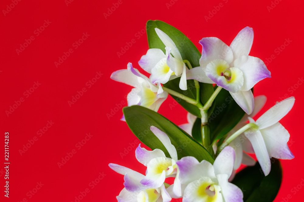 Fototapeta premium Dendrobium, Flower, Orchid, Plant 5