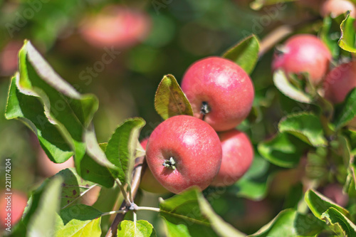 Red apples on a tree during...