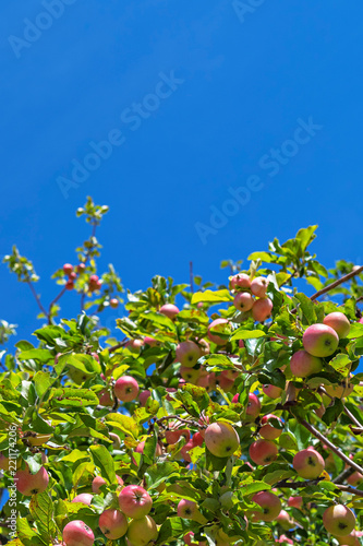 Red apples on a tree during...