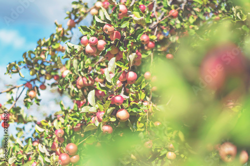 Red apples on a tree during...