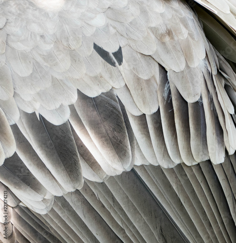 Close-up of vulture feathers, nature pattern, background