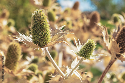 Dried thistle during late s...