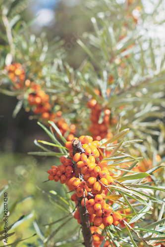 Sea buckthorn in closeup, o...
