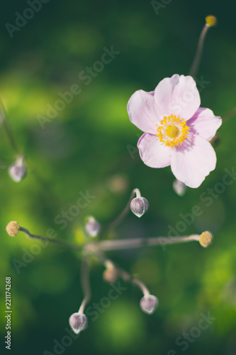 White and pink flower with ...