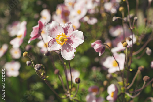 White and pink flower with ...