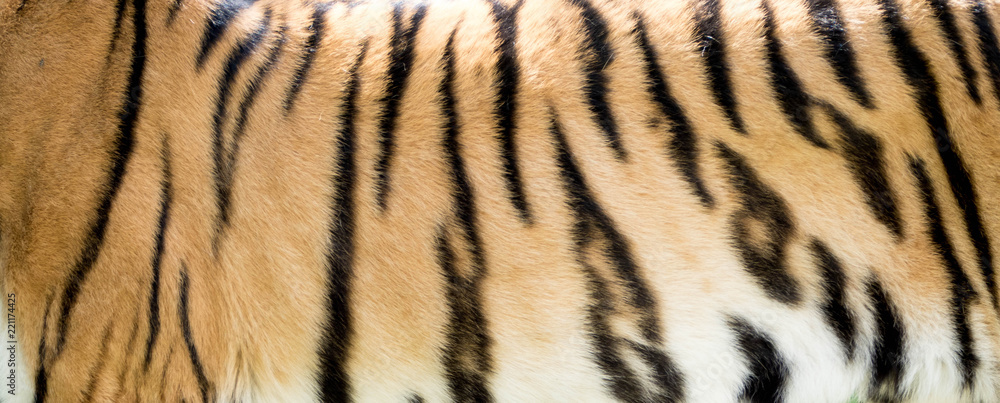 Close-up of tiger fur, nature pattern, background Close-up of tiger fur, nature pattern, background