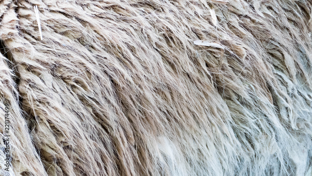 Fototapeta premium Close-up of animal fur, nature pattern, background