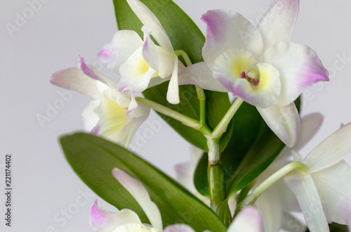 Dendrobium  Flower  Orchid  Plant 7