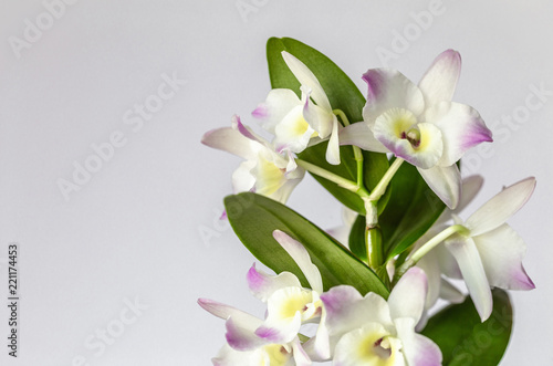Dendrobium, Flower, Orchid, Plant 8
