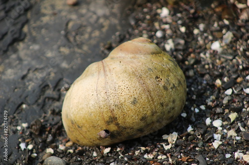 moonsnail photo