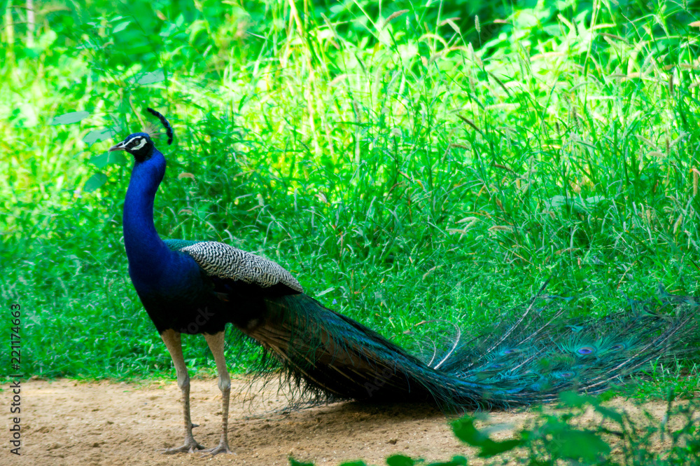 Obraz premium peacock, national bird of india, walking on the ground with trees and bushes around it. Shows the beautiful long tail and neck and brightly blue colored feathers
