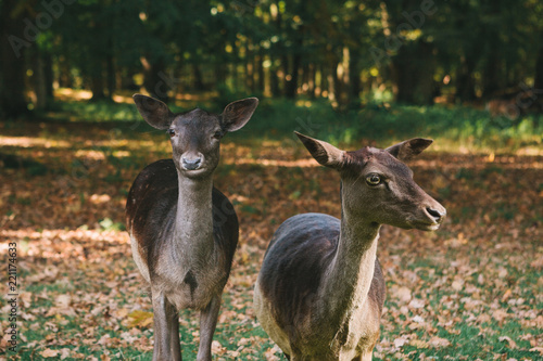 A group of young deer in a sunny meadow near a forest in autumn.