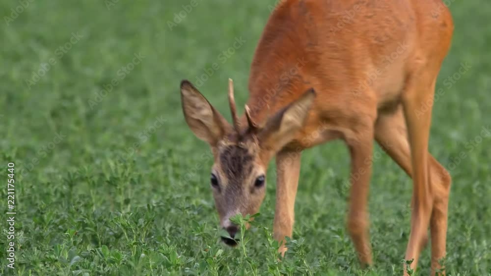 European roe deer (Capreolus capreolus) grazing in alfalfa field European roe deer (Capreolus capreolus) grazing in alfalfa field