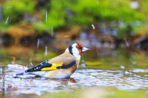 goldfinch autumn forest bathed in a pool