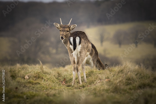 Fallow deer young male photo