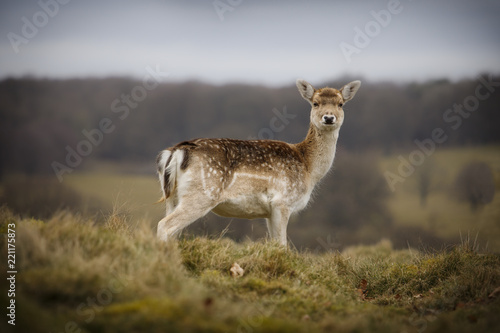 Fallow deer female