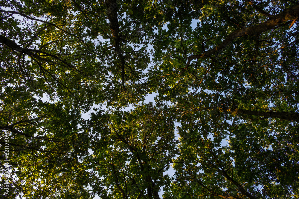 Obraz premium Woodland