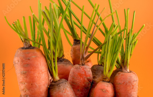 Organic fresh carrots on orange color background