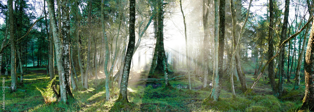 Fototapeta premium Early Morning Myst with sunshine in the woods - Ponorama