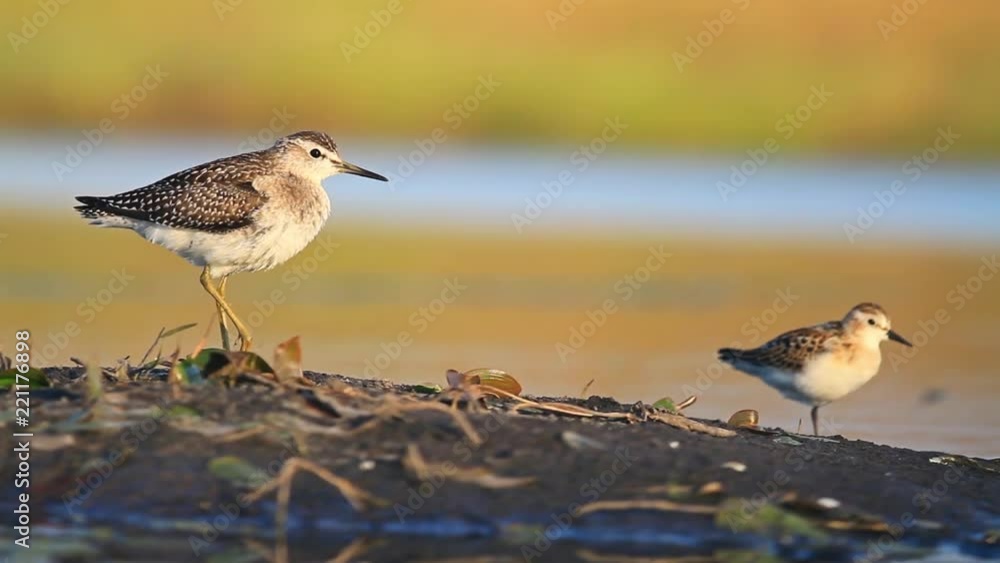 two waders standing on one leg near the water two waders standing on one leg near the water