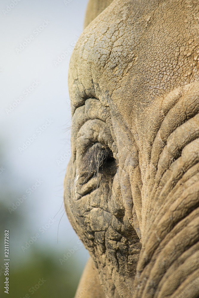 Detialed closeup of an african elephant eye