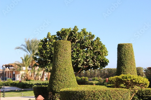 Grüner Garten mit in Form geschnittenen Sträuchen und Bäumen 