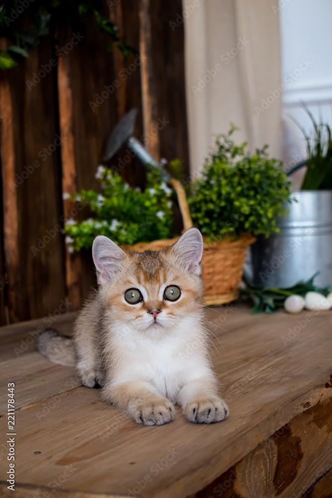 kitten cat scottish straight, lop-eared fluffy, animal kitten cat scottish straight, lop-eared fluffy, animal