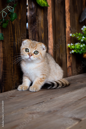 kitten cat scottish straight, lop-eared fluffy, animal