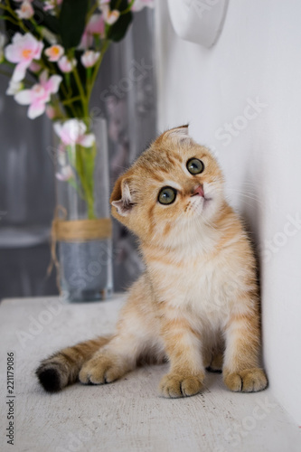kitten cat scottish straight, lop-eared fluffy, animal