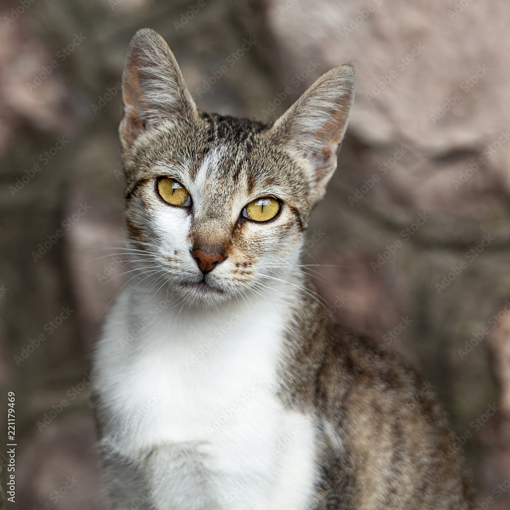 Retrato de gato mirando intensamente a la cámara Retrato de gato mirando intensamente a la cámara