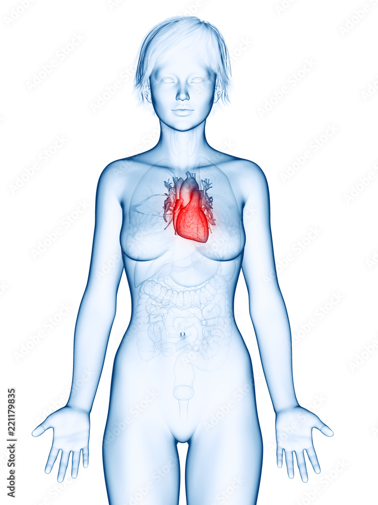 Fototapeta premium medically accurate 3d rendering of a female´s heart