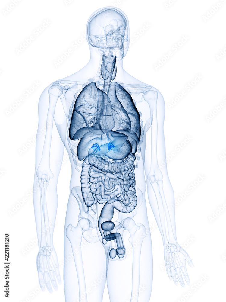 3d rendered, medically accurate illustration of the adrenal glands