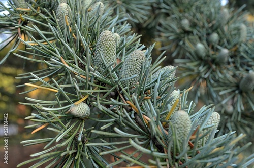 gray green young fruits of the pinnie Cedrus deodara