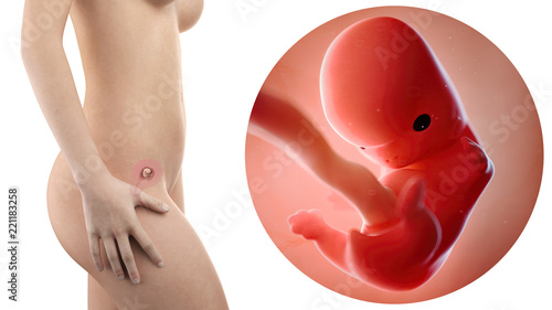 Obraz na plátně pregnant woman with visible uterus and fetus week 8
