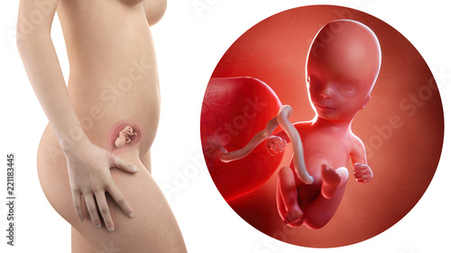 pregnant woman with visible uterus and fetus week 14