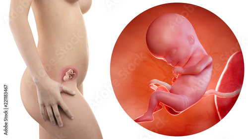 pregnant woman with visible uterus and fetus week 15
