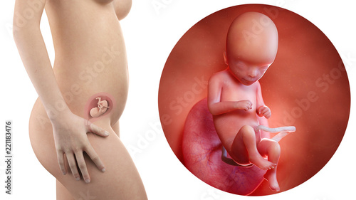 pregnant woman with visible uterus and fetus week 16 photo